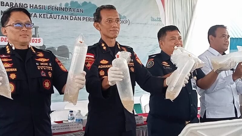 Tim Bea Cukai Kepri menggagalkan aksi penyelundupan hampir 129,965 ribu benih lobster yang hendak dibawa keluar Indonesia, Selasa (16/12/2025). Foto: Bea Cukai Kepri
