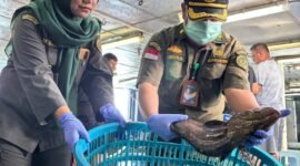 Karantina Kepri, ekspor perdana ikan hidup dari Natuna sebanyak 8,3 ton ikan hidup senilai Rp861 juta ke Hong Kong. Foto