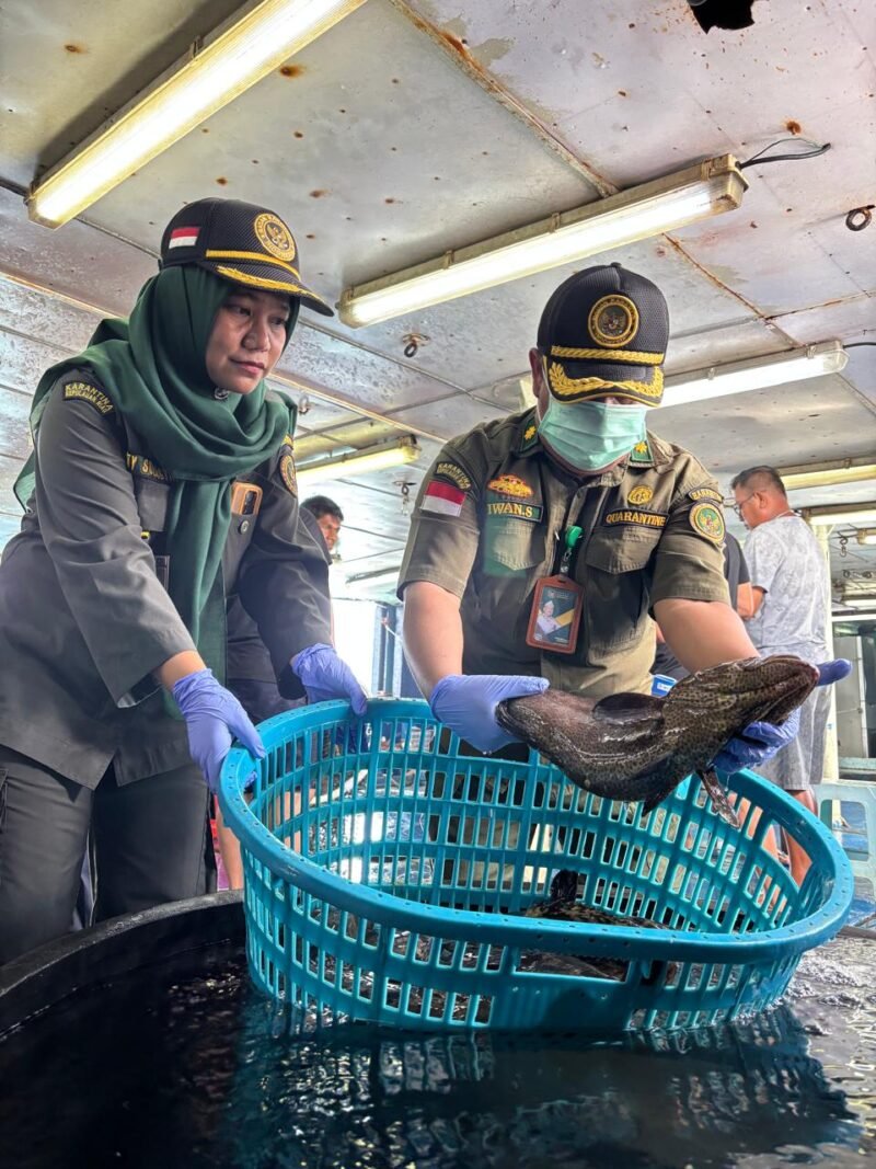 Karantina Kepri, ekspor perdana ikan hidup dari Natuna sebanyak 8,3 ton ikan hidup senilai Rp861 juta ke Hong Kong. Foto