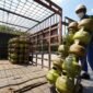 Pertamina Patra Niaga Regional Sumatera Bagian Utara (Sumbagut) menambah penyaluran 1.265.600 tabung LPG 3 Kg. Foto: Istimewa