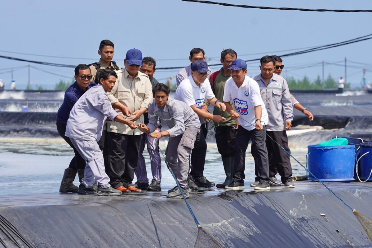 Presiden RI Prabowo Subianto melakukan panen raya udang vannamei di lokasi Budidaya Udang Berbasis Kawasan (BUBK) Kebumen, Jawa Tengah, Sabtu (23/5/2026).  Dok: KKP