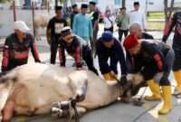 Sekda Batam, Firmansyah, melaksanakan penyembelihan hewan kurban di Masjid Agung Raja Hamidah Batam. Tahun ini, Pemko Batam menyalurkan 66 hewan kurban. Foto: Humas Diskominfo Batam