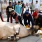 Sekda Batam, Firmansyah, melaksanakan penyembelihan hewan kurban di Masjid Agung Raja Hamidah Batam. Tahun ini, Pemko Batam menyalurkan 66 hewan kurban. Foto: Humas Diskominfo Batam