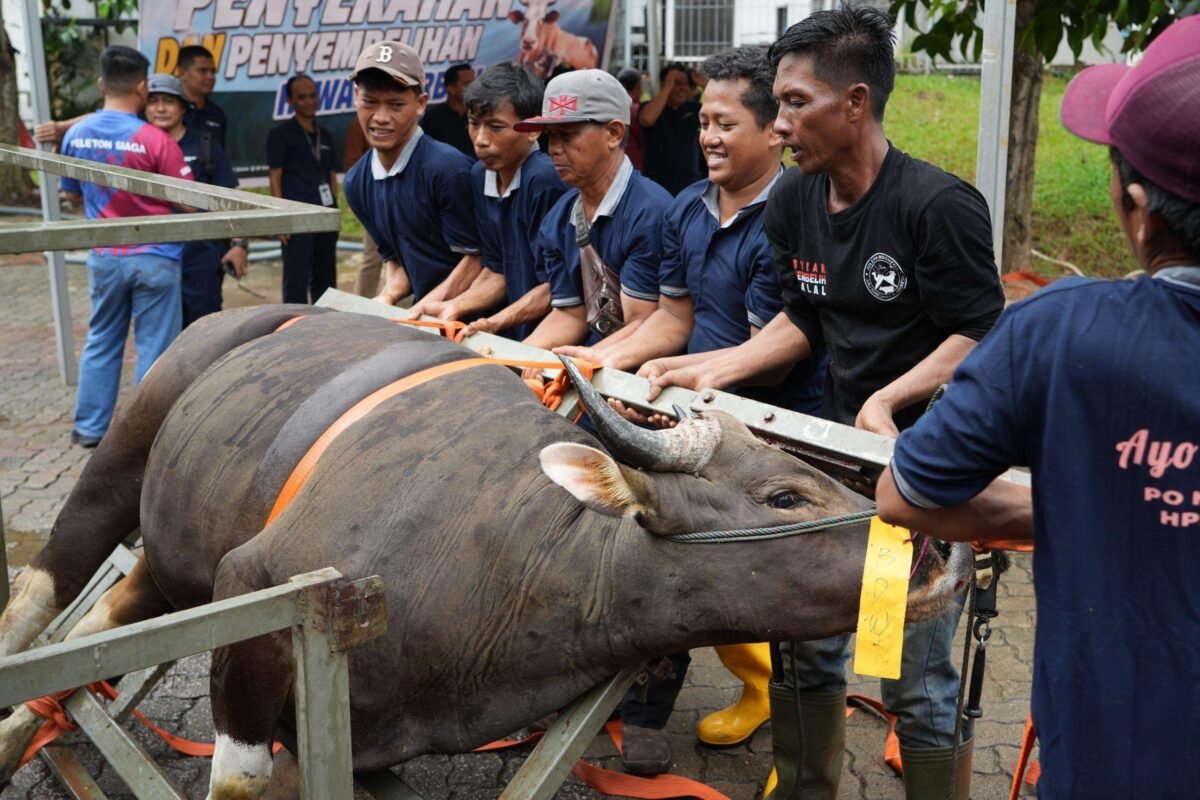 Dalam rangka Hari Raya Idul Adha 1447 Hijriah, Badan Pengusahaan (BP) Batam melalui Badan Koordinasi Dakwah Islam (BKDI) menyembelih 33 hewan kurban, Jumat (29/5/2026). Foto: Humas BP Batam