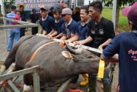 Dalam rangka Hari Raya Idul Adha 1447 Hijriah, Badan Pengusahaan (BP) Batam melalui Badan Koordinasi Dakwah Islam (BKDI) menyembelih 33 hewan kurban, Jumat (29/5/2026). Foto: Humas BP Batam
