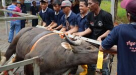 Dalam rangka Hari Raya Idul Adha 1447 Hijriah, Badan Pengusahaan (BP) Batam melalui Badan Koordinasi Dakwah Islam (BKDI) menyembelih 33 hewan kurban, Jumat (29/5/2026). Foto: Humas BP Batam