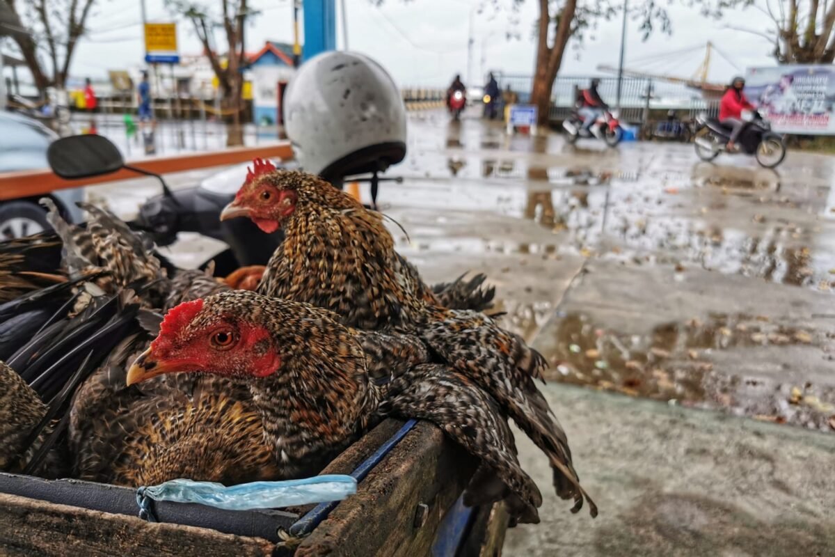 Penumpang Kapal Roro ASDP Tanjunguban-Telaga Punggur mengangkut ayam kampung untuk dikirimkan ke Kota Batam. Tingginya pasokan hewan ternak dari luar daerah ke Kepulauan Riau menjadi salah satu dasar agar Ranperda Penyelenggaraan Peternakan dan Kesehatan dapat disahkan agar menjadi payung hukum dalam tata kelola sektor pertanian di provinsi ini. (Andri)