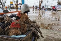 Penumpang Kapal Roro ASDP Tanjunguban-Telaga Punggur mengangkut ayam kampung untuk dikirimkan ke Kota Batam. Tingginya pasokan hewan ternak dari luar daerah ke Kepulauan Riau menjadi salah satu dasar agar Ranperda Penyelenggaraan Peternakan dan Kesehatan dapat disahkan agar menjadi payung hukum dalam tata kelola sektor pertanian di provinsi ini. (Andri)