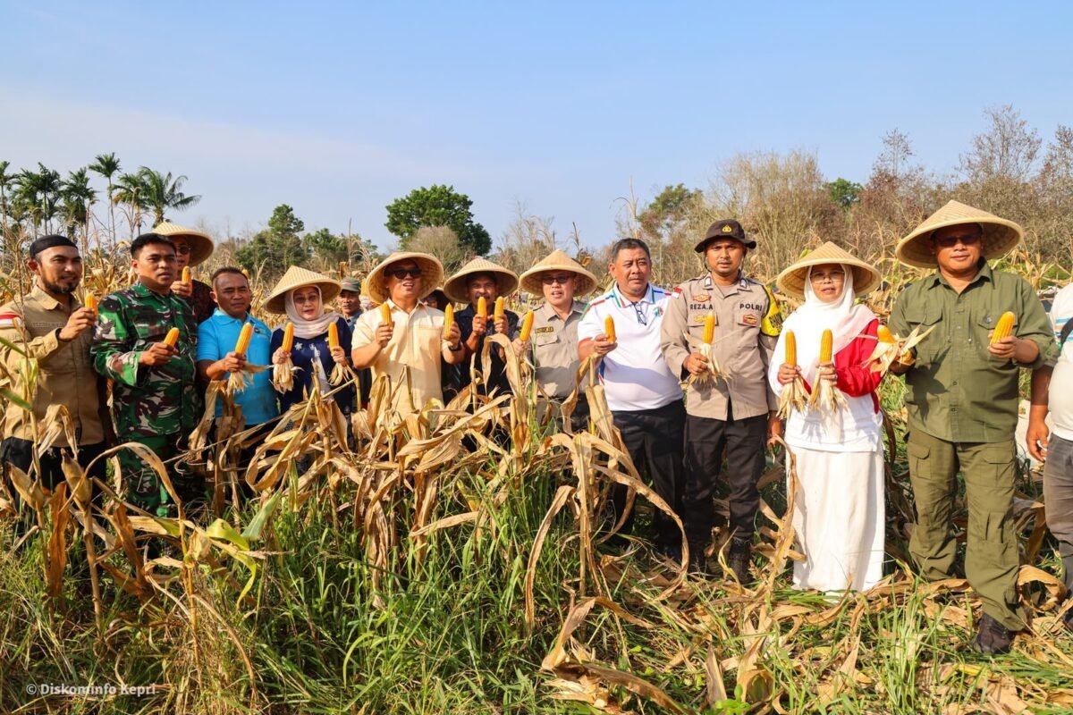 Wagub Nyanyang memanen jagung di kabupaten Bintan (ENJI-DISKOMINFO KEPRI)