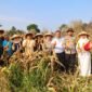 Wagub Nyanyang memanen jagung di kabupaten Bintan (ENJI-DISKOMINFO KEPRI)